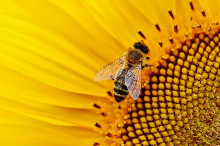 พืชที่เป็นมิตรกับผึ้งสำหรับสวนหรือสวนของคุณ